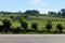 Vineyards in Rio Grande do Sul