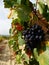 Between vineyards, rioja, spain, europe