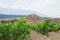 Vineyards. Rioja, Spain. San Vicente de la Sonsierra. Sonsierra