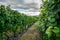 The vineyards with ripe grapes coloring red and orange right before harvesting near Geneva in Switzerland - 1