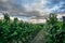 The vineyards with ripe grapes coloring red and orange right before harvesting near Geneva in Switzerland - 2