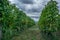 The vineyards with ripe grapes coloring red and orange right before harvesting near Geneva in Switzerland - 5