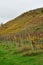 Vineyards on river Neckar in stuttgart autumn fall germany