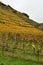 Vineyards on river Neckar in stuttgart autumn fall germany