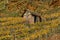 Vineyards on river Neckar in stuttgart autumn fall germany