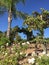 Vineyards and roses, Temecula, CA