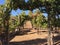 Vineyards and roses, Temecula, CA