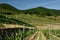 Vineyards, Rotes Tor, Wachau, Austria