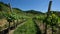 Vineyards, Rotes Tor, Wachau, Austria