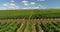 Vineyards rows at agricultural field in the countryside, beautiful agricultural landscape. Aerial drone view