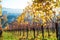 Vineyards rows in the autumn after harvest