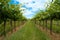 Vineyards rows with blue sky