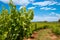 Vineyards rows with blue sky in spring time