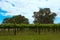 Vineyards rows with blue sky and trees on background in spring t