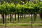 Vineyards rows close up