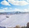 Vineyards rows covered by snow in winter. Montalcino, Siena, Tuscany, Italy