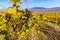 Vineyards Ryzlink Vlasky in Palava region, Southern Moravia, Czech Republic