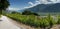 The vineyards of saillon wallis switzerland