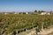 Vineyards in Saint Emilion