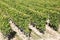 Vineyards of Saint Emilion Bordeaux Aquitaine France in sunny summer day