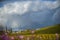 Vineyards of Saint Emilion, Bordeaux, France