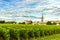 Vineyards of Saint Emilion, Bordeaux Wineyards in France