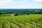 Vineyards of Saint Emilion in summer french vinery