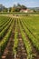 Vineyards of Saint Emilion, sunny day