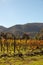 Vineyards in San Antonio de las Minas, Ensenada, Baja california, Mexico