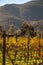 Vineyards in San Antonio de las Minas, Ensenada, Baja california, Mexico