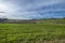 Vineyards on the San Colombano hill