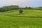 Vineyards of San Colombano hill