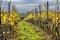 Vineyards of San Colombano, Italy