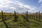 Vineyards of San Colombano, Italy