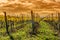 Vineyards of San Colombano, Italy