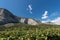 Vineyards in the Sarca Valley - Trentino Italy