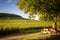 Vineyards in Savigny les Beaune, near Beaune, Burgundy, France