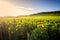 Vineyards in Savigny les Beaune, near Beaune, Burgundy, France