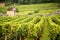 Vineyards in Savigny les Beaune, near Beaune, Burgundy, France