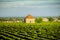 Vineyards in Savigny les Beaune, near Beaune, Burgundy, France
