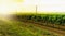 Vineyards on the sea coast of the Black Sea