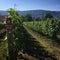 Vineyards with sign Merlot 1996