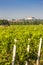 vineyards and Siklos castle, Hungary