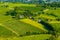 vineyards situated on slope of kahlenberg hill in vienna, austria...IMAGE