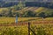 Vineyards in South Moravia near Mikulov. On the right is an artificial scarecrow to scare the birds