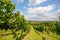 Vineyards in Southern Styria near Gamlitz before harvest, Austria