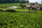 Vineyards in St. Emilion, France