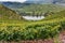 Vineyards on the steep slopes of the Calmont, Bremm, Germany