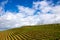 Vineyards in Stellenbosch, the town near Cape Town famous for the production of wine, on a beautiful day