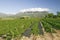 Vineyards of Stellenbosch wine region, outside of Cape Town, South Africa